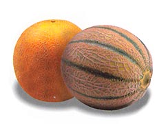 Galia and Cantaloupe Melon
